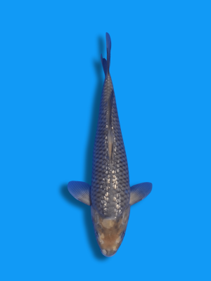 Ginrin Soragoi | Koi&Co.